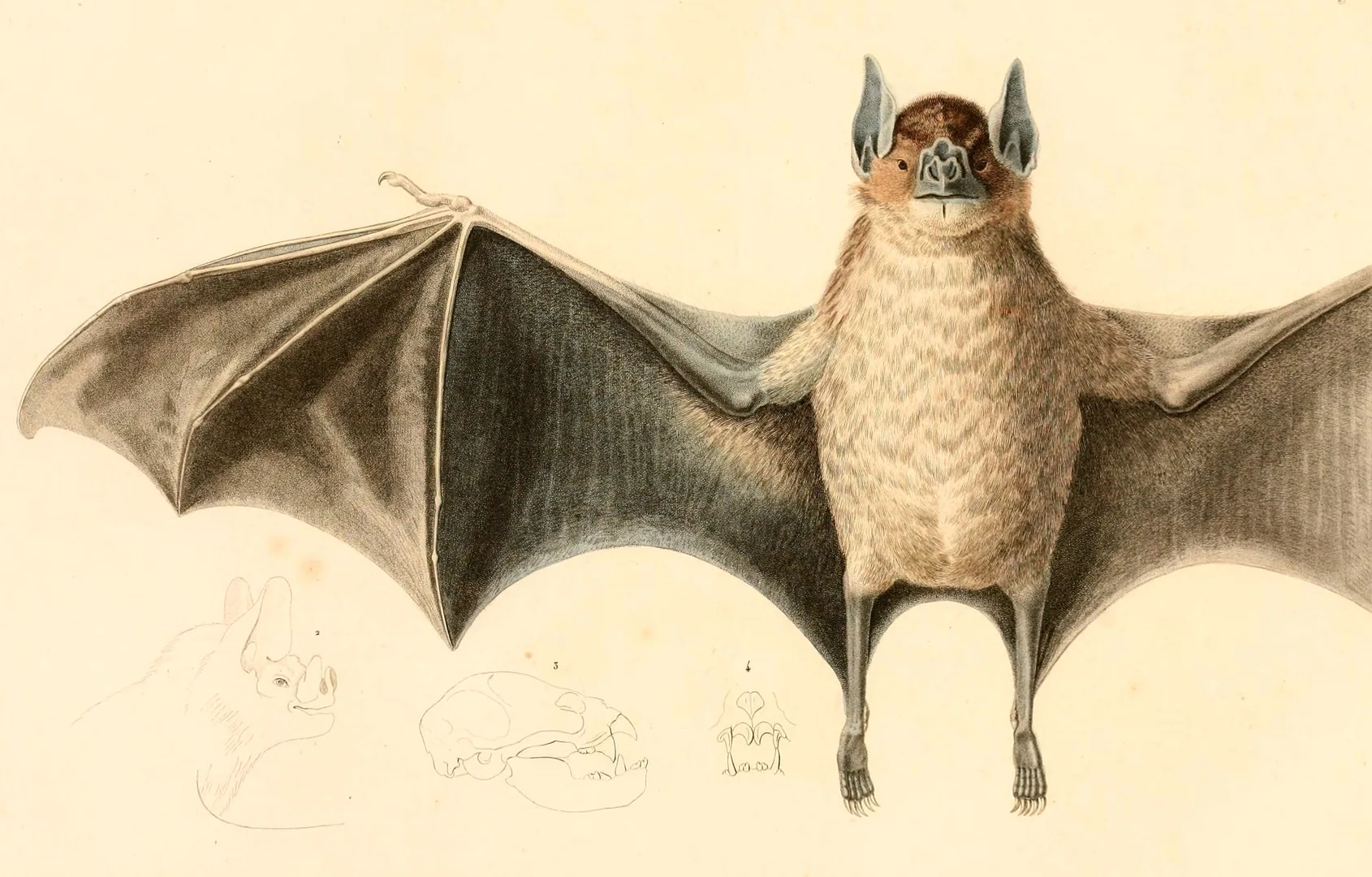 Common Vampire Bat wildlife photography