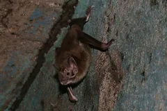 Common vampire bat clinging head-down to a stained concrete wall