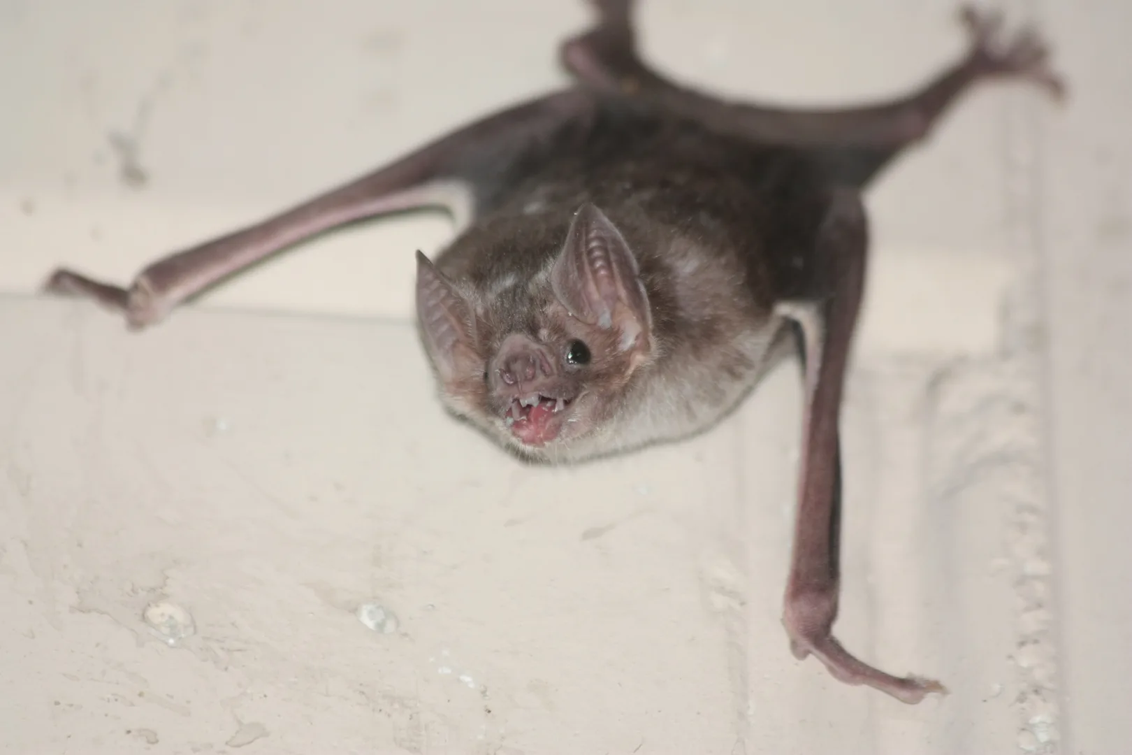 Common Vampire Bat wildlife photography