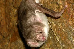 Common vampire bat hanging head-down against a reddish rock wall