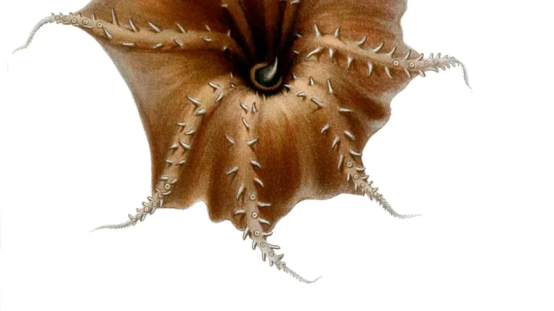 Vampire Squid in natural habitat