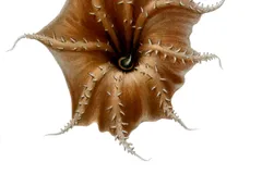 Vampire Squid in natural habitat