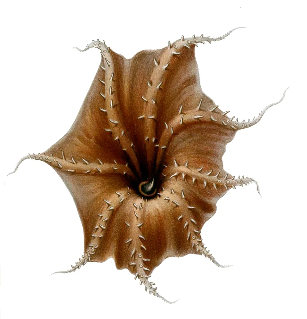 Vampire Squid in natural habitat