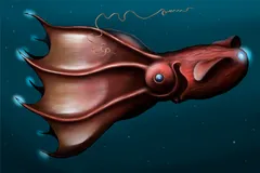 Vampire Squid in natural habitat