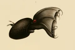 Vampire Squid in natural habitat