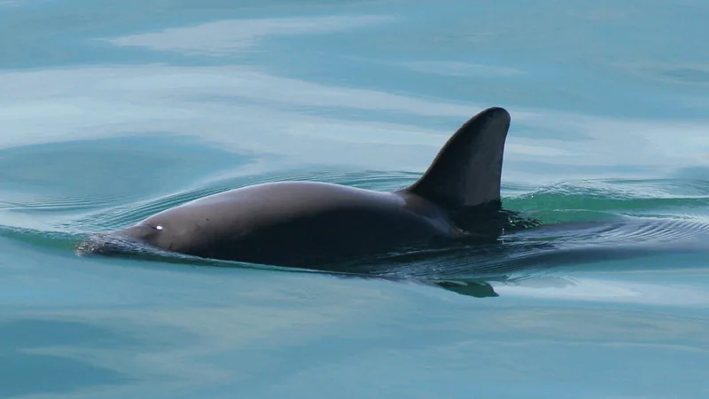 Vaquita surfacing with its tall dark dorsal fin above calm water