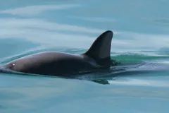 Vaquita surfacing with its tall dark dorsal fin above calm water