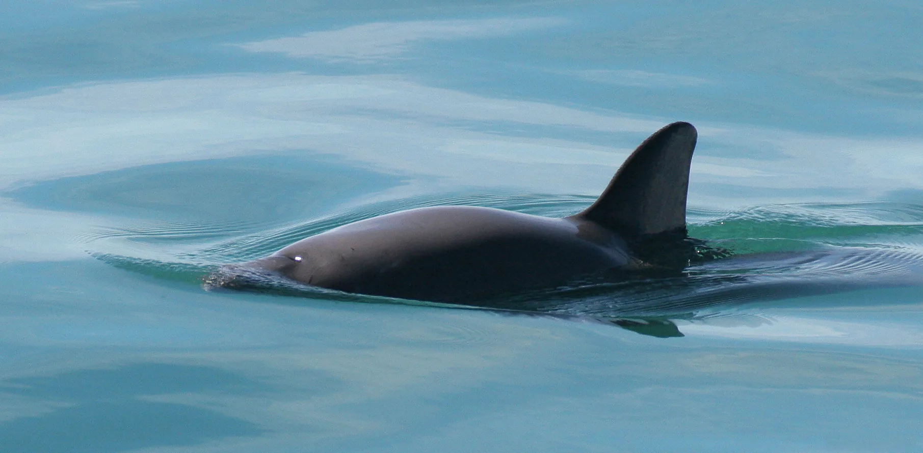 Vaquita surfacing with its tall dark dorsal fin above calm water