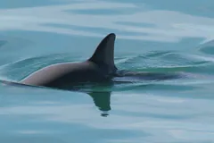 Vaquita rolling at the surface, showing its back and dorsal fin