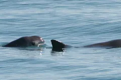 Two vaquitas surfacing side by side in pale green water