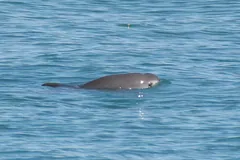 Vaquita surfacing with the dark patch around its eye visible
