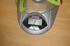 Veiled Chameleon in natural habitat