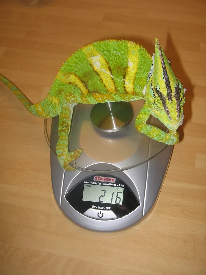 Veiled Chameleon in natural habitat