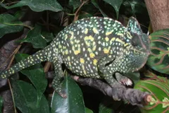 Veiled Chameleon in natural habitat