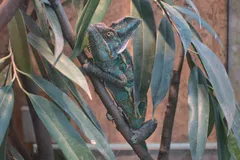 Veiled Chameleon in natural habitat