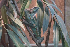 Veiled Chameleon in natural habitat