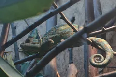 Veiled Chameleon in natural habitat