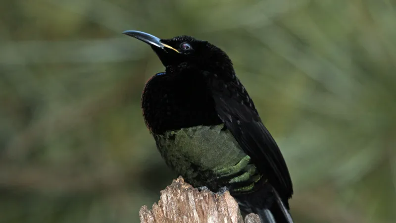 Male Victoria's riflebird expanding velvet black wing cape in dramatic courtship posture