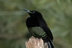 Male Victoria's riflebird expanding velvet black wing cape in dramatic courtship posture