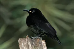 Victoria's riflebird displaying iridescent turquoise-green throat shield in sunlit canopy