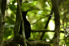 Victoria's riflebird perched on a rainforest limb in North Queensland