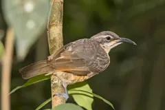 Female Victoria's riflebird perched on mossy tree limb in Atherton Tableland