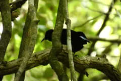 Male Victoria's riflebird showing iridescent neck plumage