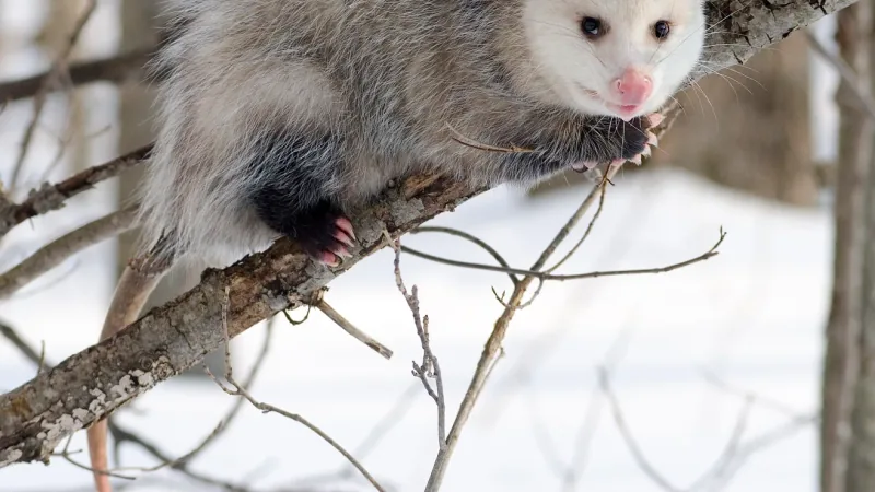 Virginia opossum in a pale winter coat gripping a bare branch with its pink-toed feet above snow