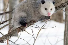 Virginia opossum in a pale winter coat gripping a bare branch with its pink-toed feet above snow