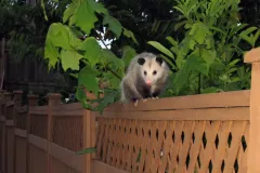 Virginia opossum walking along the top rail of a wooden garden fence beneath leafy branches