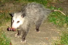 Virginia opossum on bare ground at night, carrying a small bunch of purple grapes in its mouth