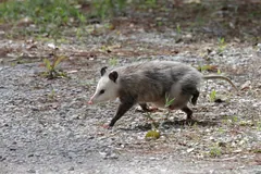 Virginia opossum walking across gravel, its pale face, pink nose and bare tail in side view