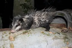 Virginia opossum at night lying along a pale fallen trunk, its long bare tail curled over the wood