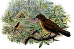 Vogelkop Bowerbird in natural habitat