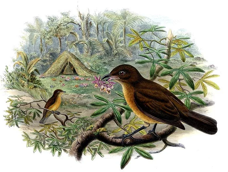 Vogelkop Bowerbird in natural habitat