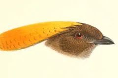 Vogelkop Bowerbird in natural habitat