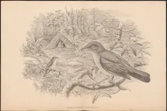 Vogelkop Bowerbird in natural habitat
