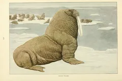 Walrus in natural habitat