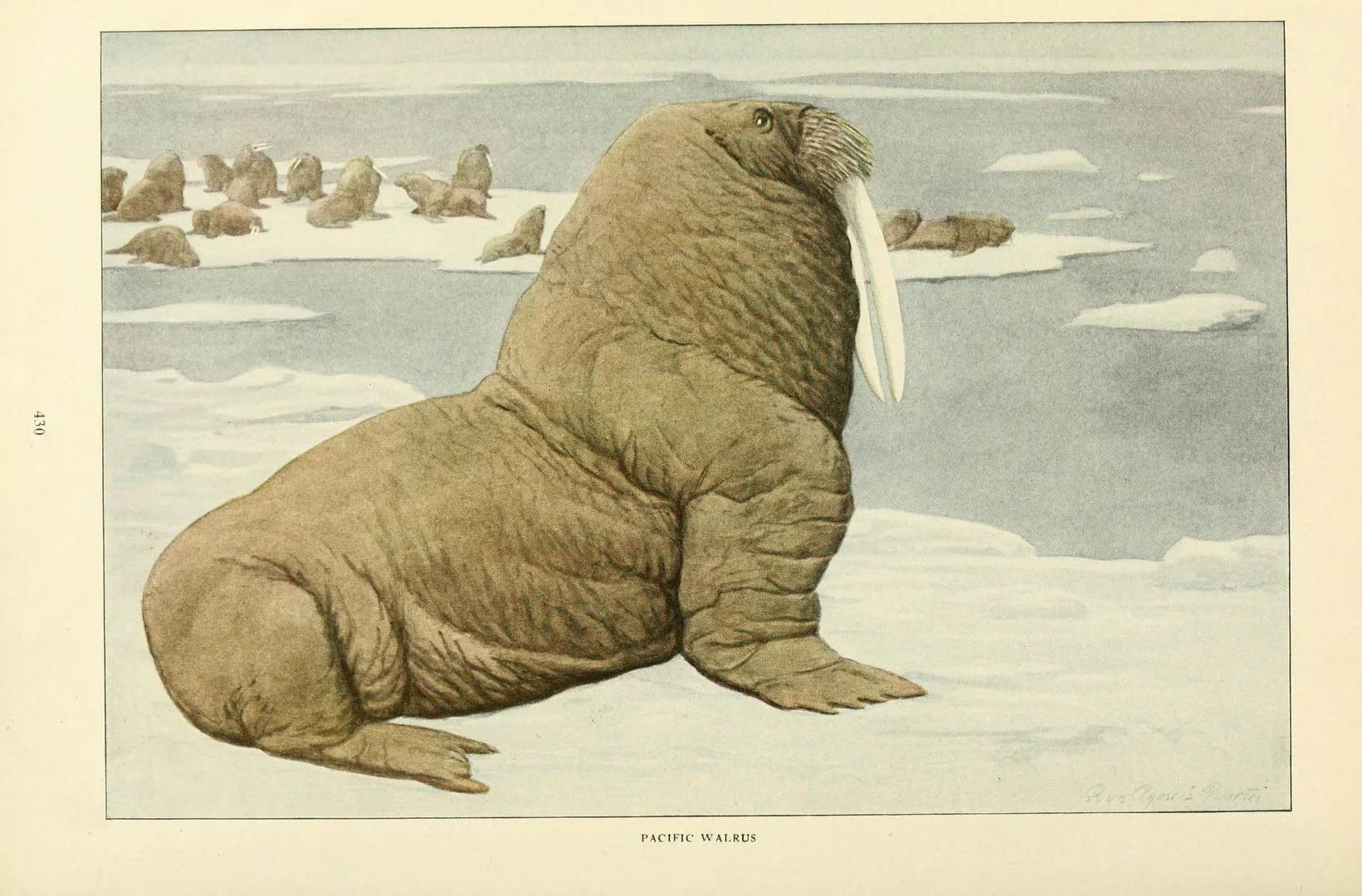 Walrus in natural habitat