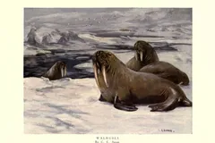 Walrus in natural habitat
