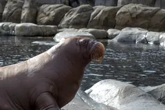 Walrus in natural habitat