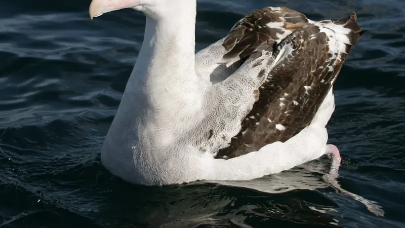 Wandering Albatross wildlife photography