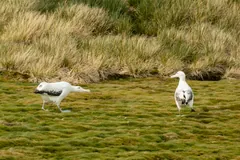 Wandering Albatross