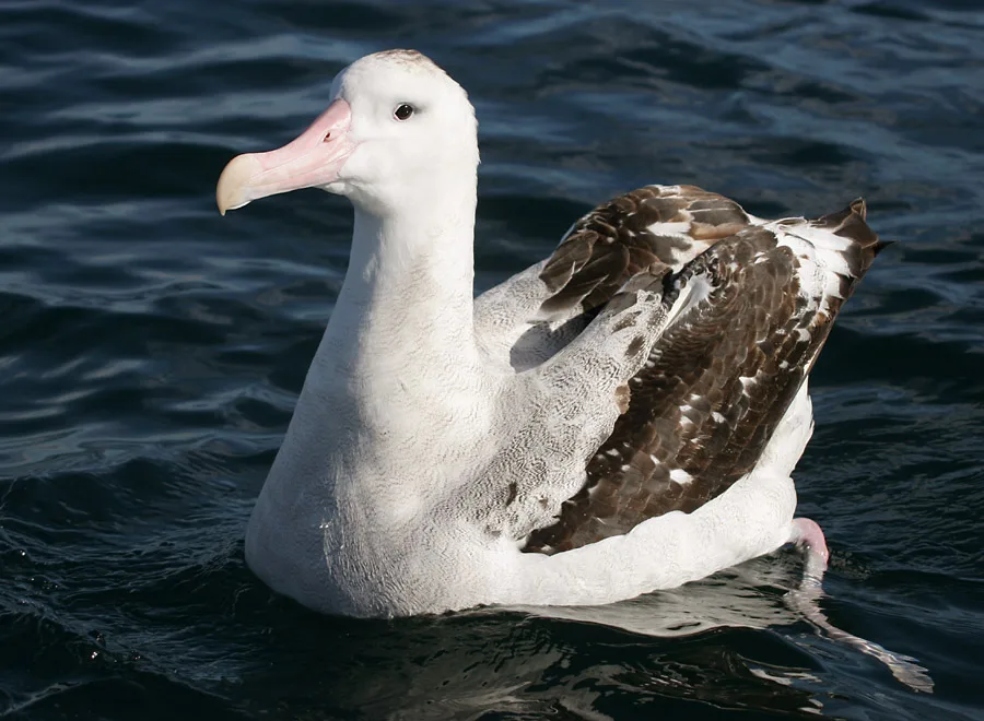Wandering Albatross wildlife photography