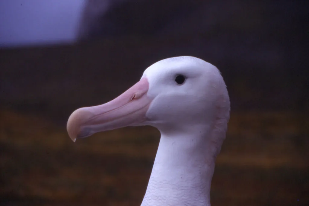 Wandering Albatross wildlife photography