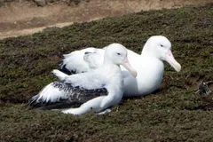 Pair of white wandering albatrosses sitting together on a grassy slope