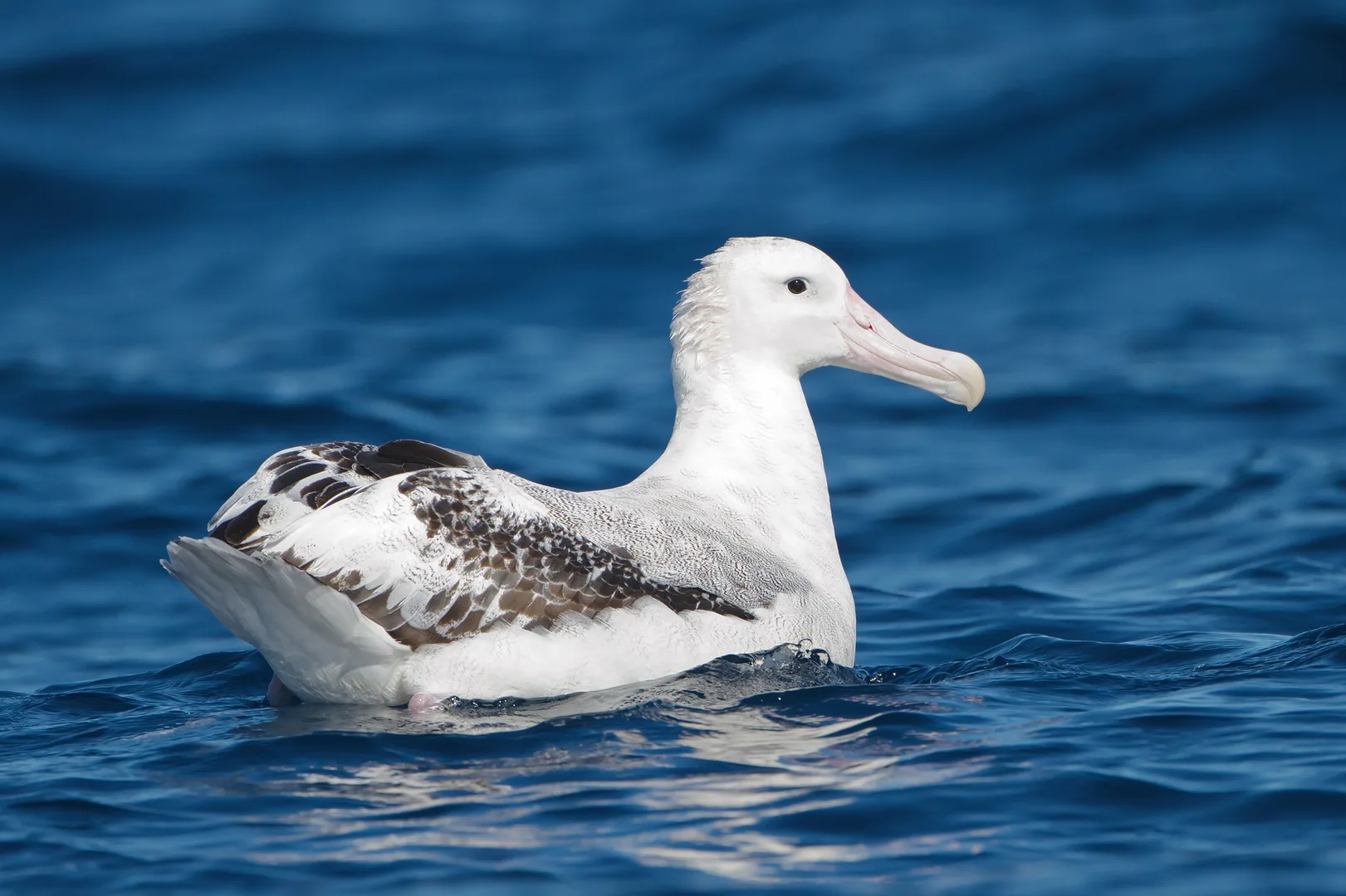 Wandering Albatross wildlife photography