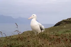 White wandering albatross standing on a grassy clifftop above the sea