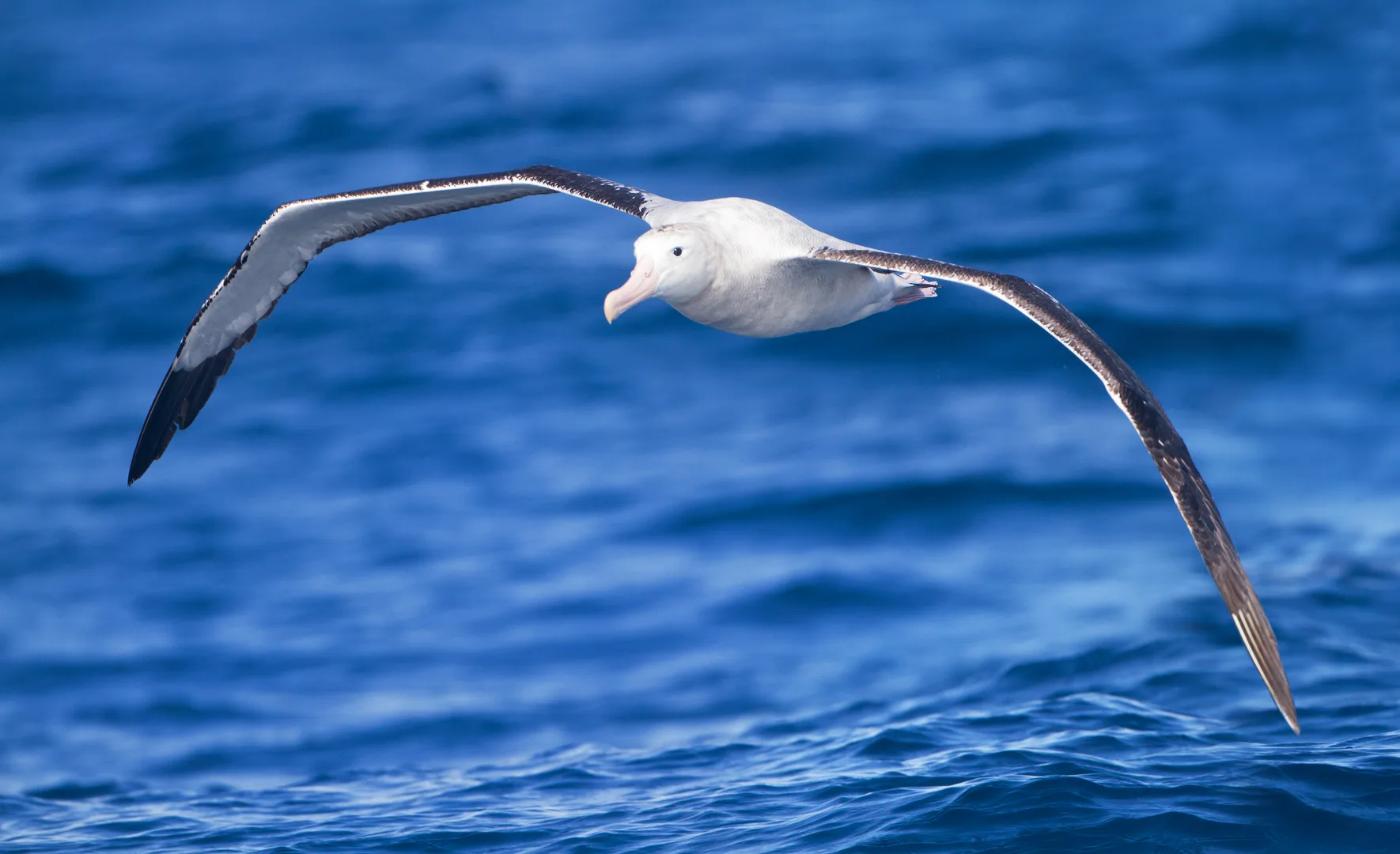Wandering Albatross wildlife photography