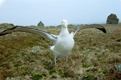 Wandering albatross stretching its long wings on a grassy slope under a sea cliff